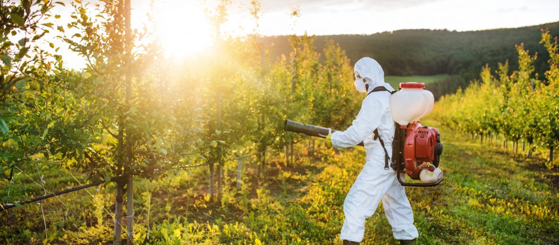 A farmer in protective suit walking outdoors in orchard at sunset, using pesticide chemicals.